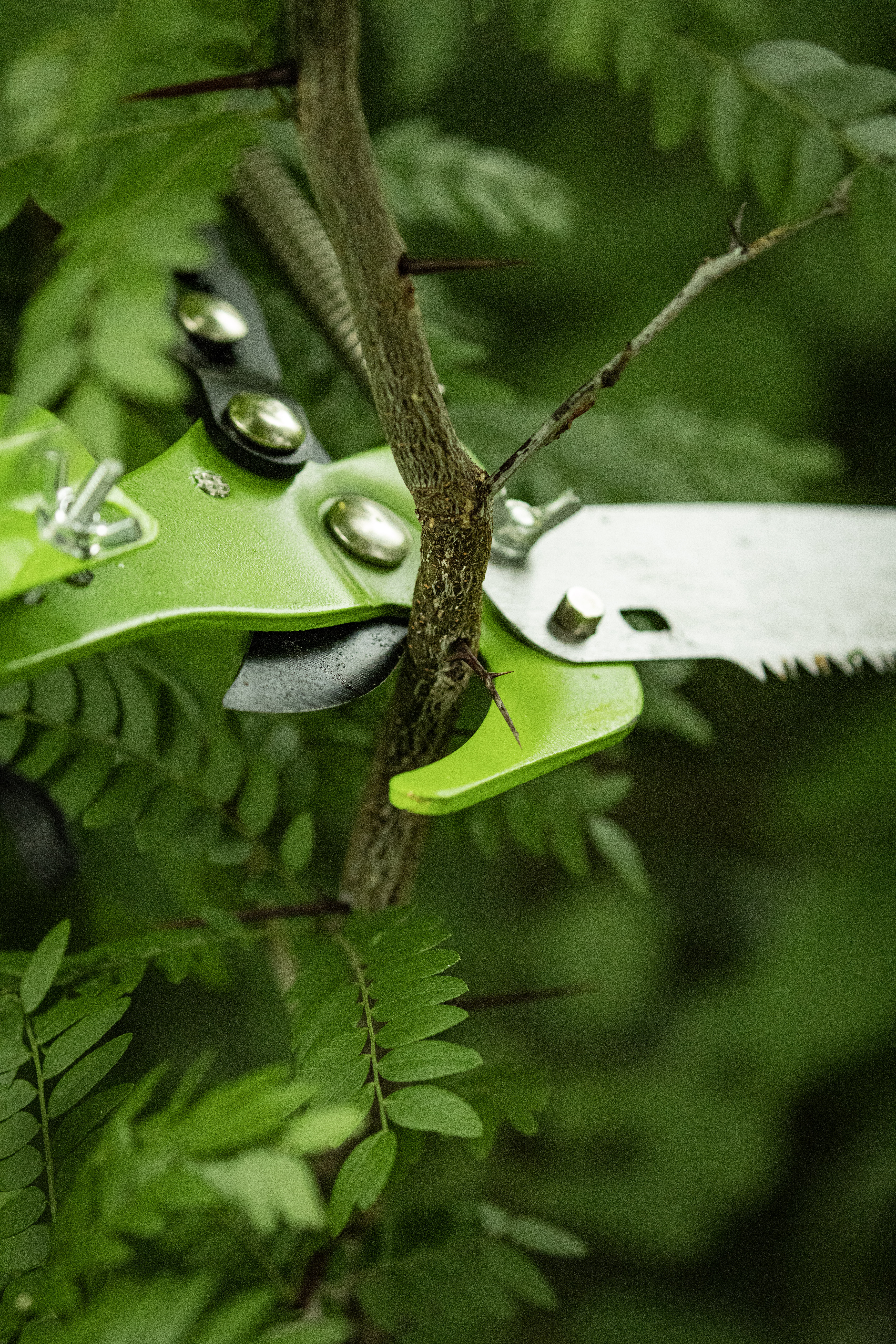 Extendable Pole Saw